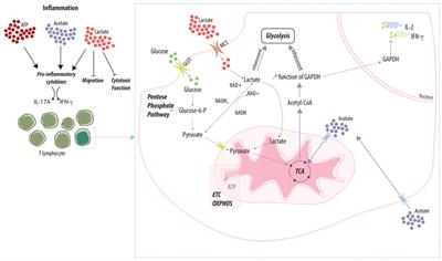 Regulation of the Immune Response by the Inflammatory Metabolic Microenvironment in the Context of Allotransplantation